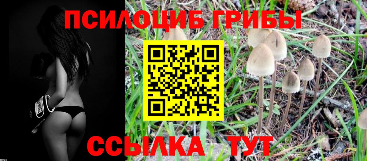Псилоцибиновые грибы GOLDEN TEACHER Ртищево